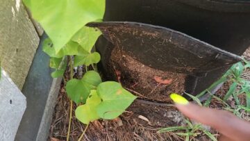 [ID: mZLW3bVSNug] Youtube Automatic