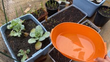 [ID: mzZd6bxax2I] Youtube Automatic