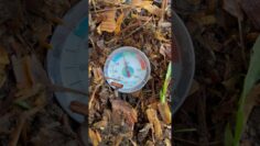 [ID: N05kOFSwrjM] Youtube Automatic