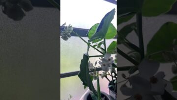 [ID: n2UDwU2cxy0] Youtube Automatic