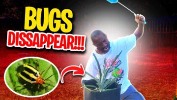 [ID: N539kFGx4GQ] Youtube Automatic