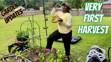 [ID: n5JaqUlLQys] Youtube Automatic