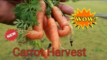 [ID: n8mU4eTtX4E] Youtube Automatic