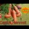 Harvesting Carrots
