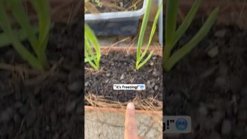 [ID: nFLHPdJLJ4k] Youtube Automatic