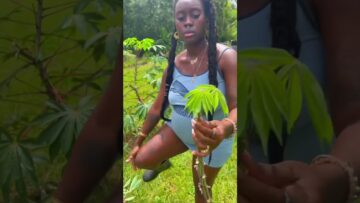 [ID: NgNXpHfaeQg] Youtube Automatic