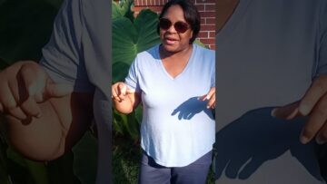 [ID: noXPvVgNkPQ] Youtube Automatic