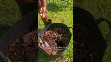 [ID: npupE9KUogg] Youtube Automatic