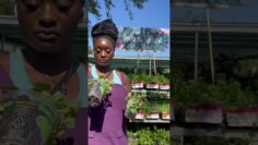 [ID: nT8toKYKEEs] Youtube Automatic