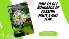 [ID: NTQtKtloStM] Youtube Automatic