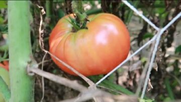 [ID: nxEUQ4iNWe4] Youtube Automatic