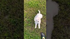 [ID: NYK0RTDlcW4] Youtube Automatic