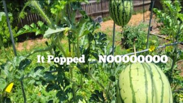 [ID: o-0wH7PwqyQ] Youtube Automatic