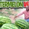 #Watermelonwarz | Watermelon Plant Tour| Watermelon Competition