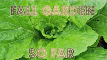 [ID: O479cdXCJKo] Youtube Automatic