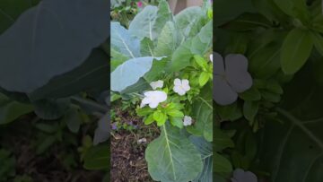 [ID: o5bH8Pi0H6Y] Youtube Automatic