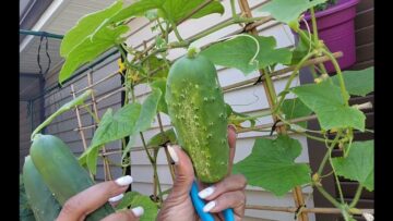 [ID: o5i4RwJBSVk] Youtube Automatic