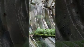 [ID: O6en5cTHPV0] Youtube Automatic