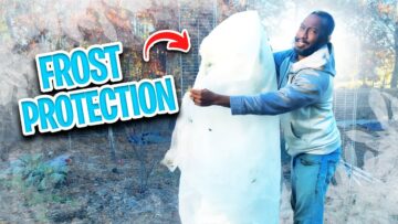 [ID: O8Yb_SxVsoA] Youtube Automatic