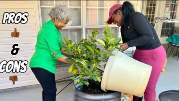 [ID: O94yQiqVL_0] Youtube Automatic