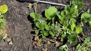 [ID: ObRFmITI_9o] Youtube Automatic