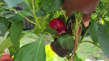 [ID: obuc54wFs90] Youtube Automatic