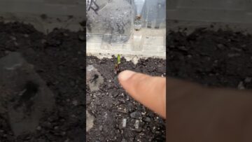 [ID: OcdzggZyqbU] Youtube Automatic