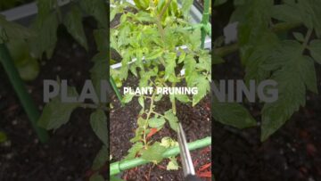 [ID: oED3MzAvQIo] Youtube Automatic