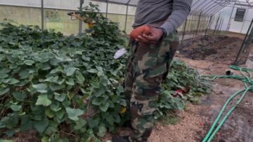 [ID: OGqPXnWubrQ] Youtube Automatic