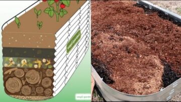 [ID: ogtBy9qim2c] Youtube Automatic