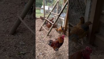 [ID: Ohty4XZM2CE] Youtube Automatic