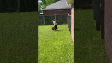 [ID: oLkSyxgTunk] Youtube Automatic