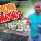 How to Plant Garlic?