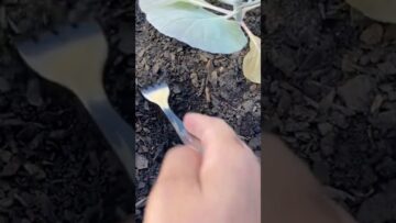 [ID: ooLbvA3BMcA] Youtube Automatic