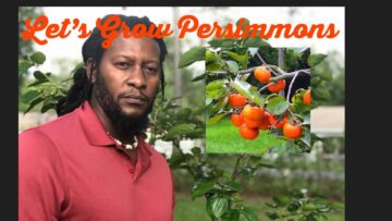 [ID: oPYIsFL9lcA] Youtube Automatic