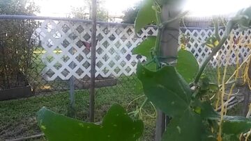 [ID: oQTauI2uG-E] Youtube Automatic