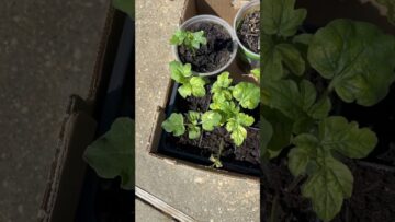 [ID: OU1FVaO__nA] Youtube Automatic