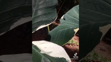 [ID: oVxKHzdvxKU] Youtube Automatic