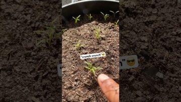 [ID: OZ3sVdNfxjs] Youtube Automatic