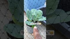 [ID: P0Ho3hvwRwc] Youtube Automatic