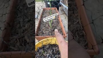 [ID: P49586eCeLw] Youtube Automatic