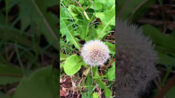 [ID: P58fgD9FJBk] Youtube Automatic