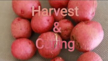 [ID: P8Vq81syAgY] Youtube Automatic