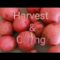 Red Potatoes/Harvest & Curing Garden Vlog
