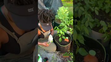 [ID: P_8Wd-jEhxk] Youtube Automatic