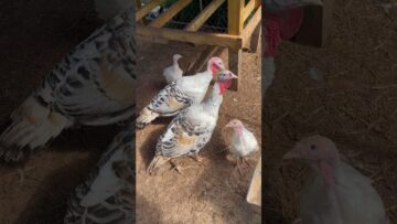 [ID: PAFCLcQml5M] Youtube Automatic