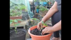 [ID: PaKBEhZ897M] Youtube Automatic