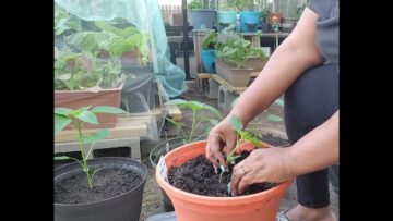 [ID: PaKBEhZ897M] Youtube Automatic