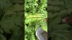 [ID: PbMtU18NOBs] Youtube Automatic