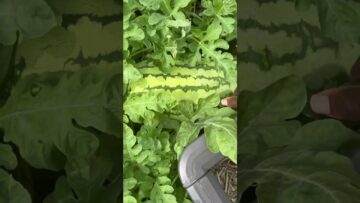 [ID: PbMtU18NOBs] Youtube Automatic